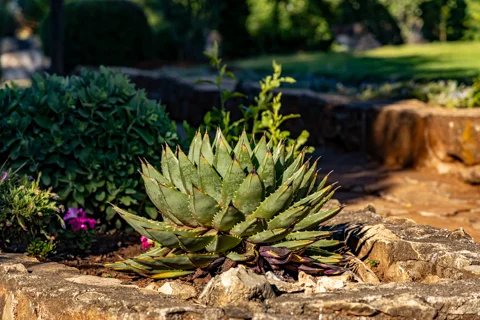 Gardens | Ramabanta Trading Post