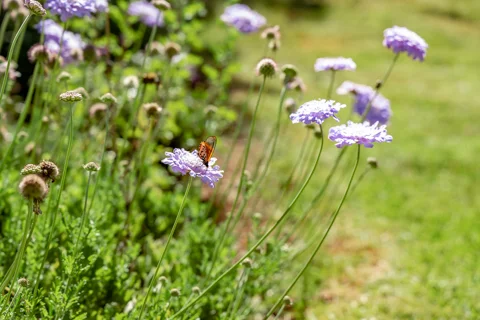 Gardens | Ramabanta Trading Post