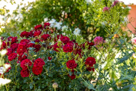 Gardens | Ramabanta Trading Post